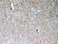 Anti-GALNS Picoband Antibody